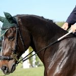 初心者におすすめの競馬予想方法